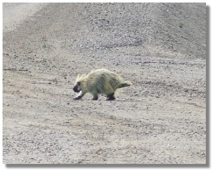 porcupine